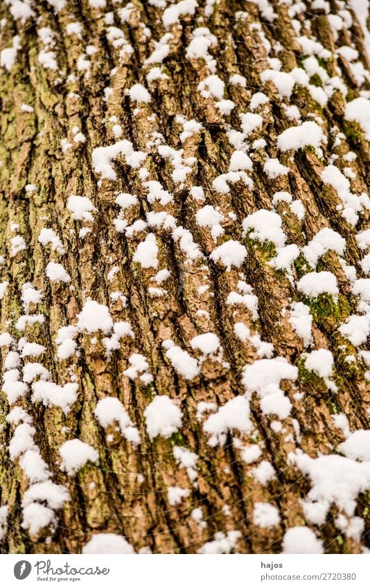 oak, bark with snow Winter Plant Weather Snow Tree Brown White Oak tree snowy Season Crack & Rip & Tear Close-up flora Germany Alpina snowcap Colour photo