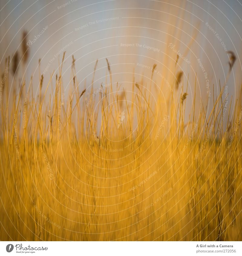 Hiddensee l between dream and reality Environment Nature Landscape Plant Elements Sky Cloudless sky Spring Climate Weather Beautiful weather Grass Wild plant