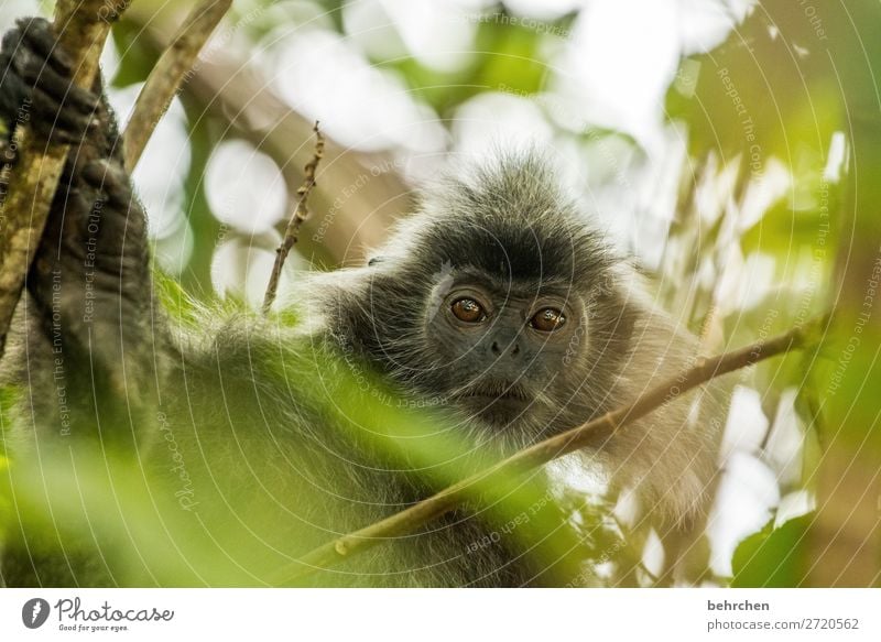 and so he looks down on me Animal portrait Blur Contrast Light Day Deserted Detail Close-up Exterior shot Colour photo Meditative Eyes already Wilderness