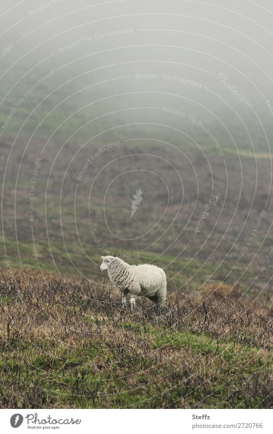 a sheep in the mist Sheep Farm animal Meadow Fog Grass Nordic foggy Gloomy Hill Misty atmosphere Dark silent tranquillity tranquil setting Lonely Loneliness