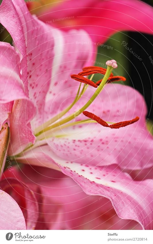 Stargazer - flowering oriental lily Lilium lilium orientalis Lily blossom Oriental lily Calyx Flower Blossom Pistil Dusty Leaves stamina pink flower