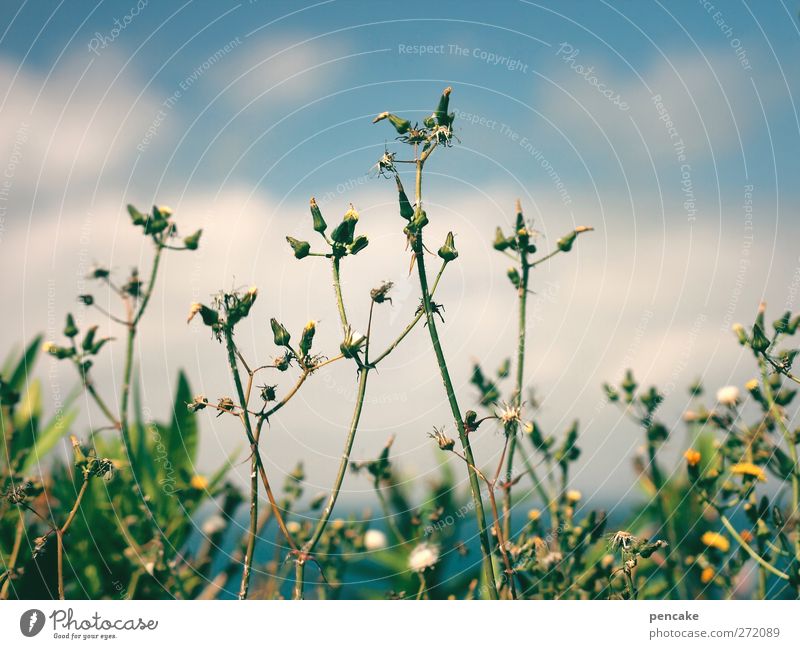 And it was summer Vacation & Travel Freedom Summer Summer vacation Sun Ocean Landscape Sunlight Beautiful weather Plant Foliage plant Wild plant Coast