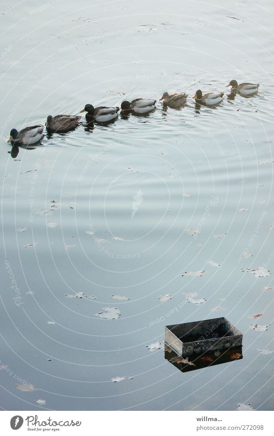 treasure hunt ducks Pond Duck pond Group of animals be afloat Duck Group Discover Attachment Trip Treasure chest Goose step Behind one another Formation