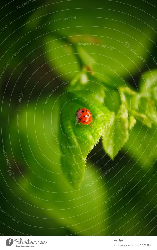 Lucky charms in paradise Beautiful weather Plant Leaf Branch Ladybird 1 Animal Crawl Friendliness Fresh Positive Green Red Esthetic Happy Idyll Nature