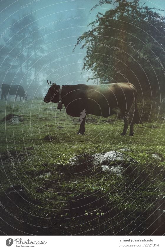 brown cow in the farm in the mountain Cow Brown horns Portrait photograph Animal Wild head eyes ears hair Nature Cute Beauty Photography Elegant wild life Rural