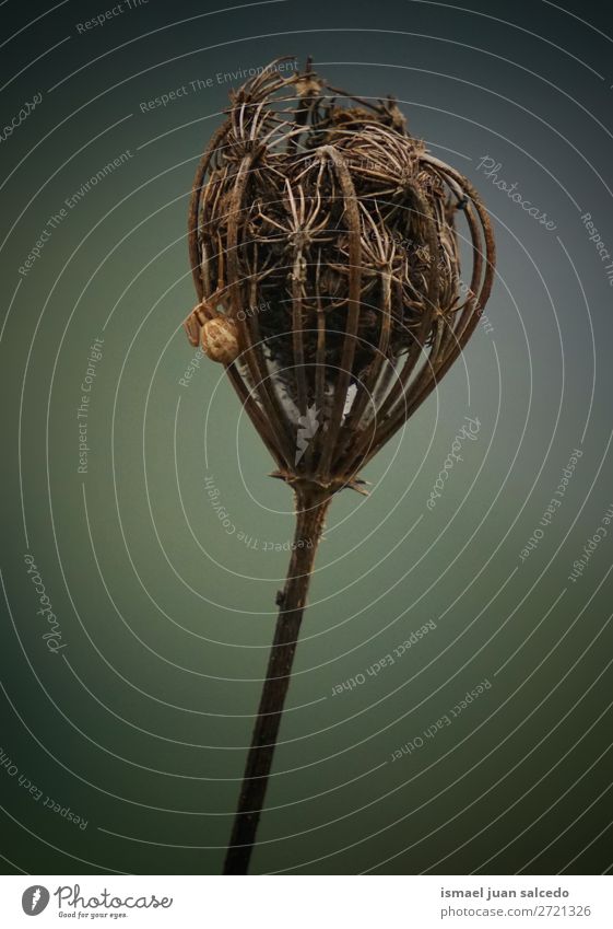 spider on the flower Spider Spider's web Internet Insect Bug Wing Animal Plant Flower Garden Nature Exterior shot background Beauty Photography fragility