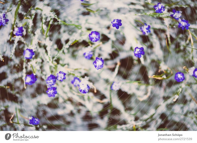 Early bloomers grow through the snow cover Relaxation Winter Snow Garden Spring Ice Frost Flower Blossom Growth Cold Blue Violet April Thuringia April weather