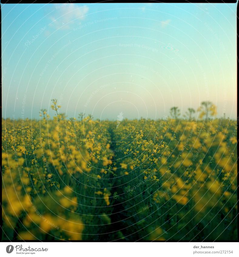 rapeseed Environment Summer Beautiful weather Plant Agricultural crop Canola Canola field Field Yellow Green Bio-diesel Colour photo Multicoloured Exterior shot