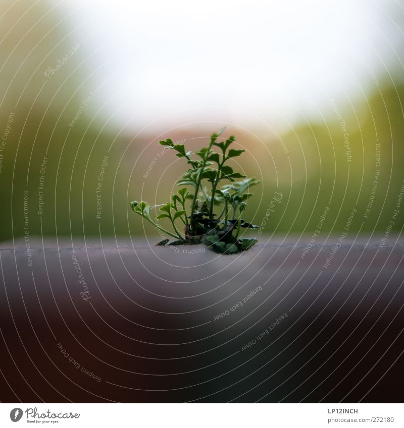 From the point of view of an ant II Environment Nature Landscape Plant Animal Summer Beautiful weather Foliage plant Garden Park Wall (barrier) Wall (building)