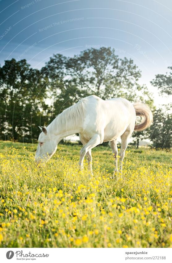 Wendy Environment Nature Landscape Sky Cloudless sky Plant Tree Flower Blossom Wild plant Meadow Animal Horse 1 To feed Muscular Natural Yellow White Cute Mane