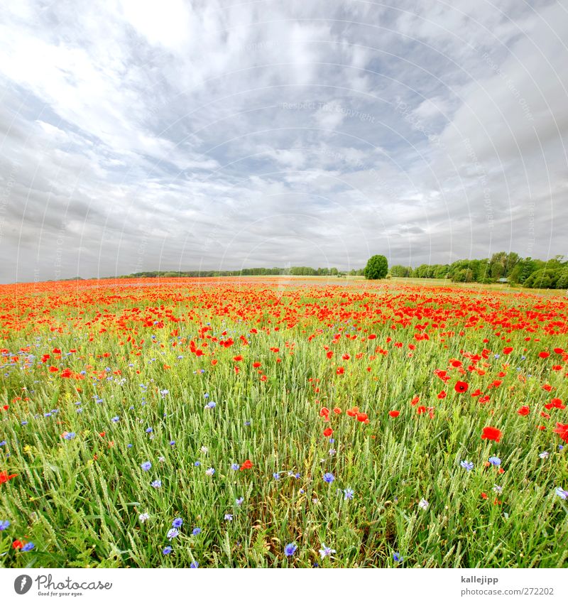 hay fever with chickenpox Environment Nature Landscape Plant Animal Sky Clouds Horizon Summer Climate Weather Beautiful weather Tree Flower Grass Wild plant