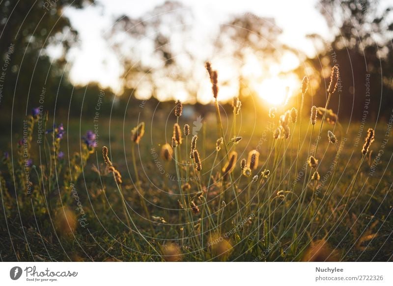 Field flower on a green meadow in spring or summer evening Beautiful Summer Sun Garden Nature Plant Sky Spring Tree Flower Grass Meadow Fresh Natural Gold Green