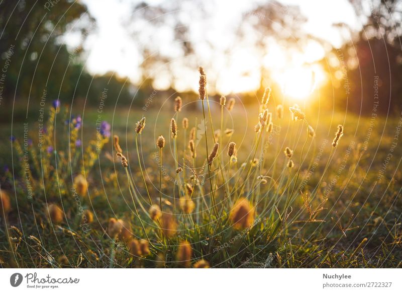 Field flower on a green meadow in spring or summer Beautiful Summer Sun Garden Nature Plant Sky Spring Tree Flower Grass Meadow Fresh Natural Gold Green White