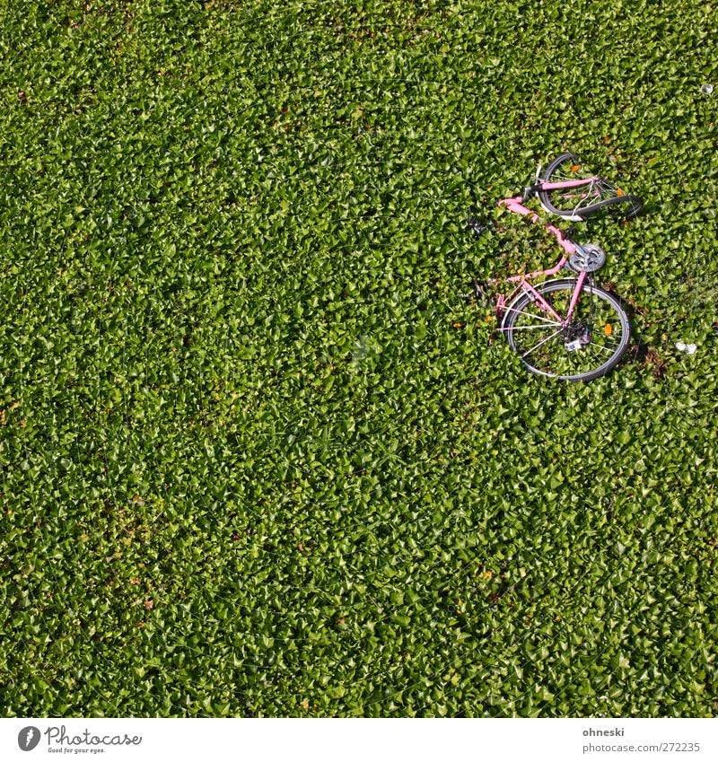 750 - The wheel... Plant Leaf Foliage plant Ground cover plant Hedge Cycling Bicycle Broken Green Accident Colour photo Exterior shot Structures and shapes