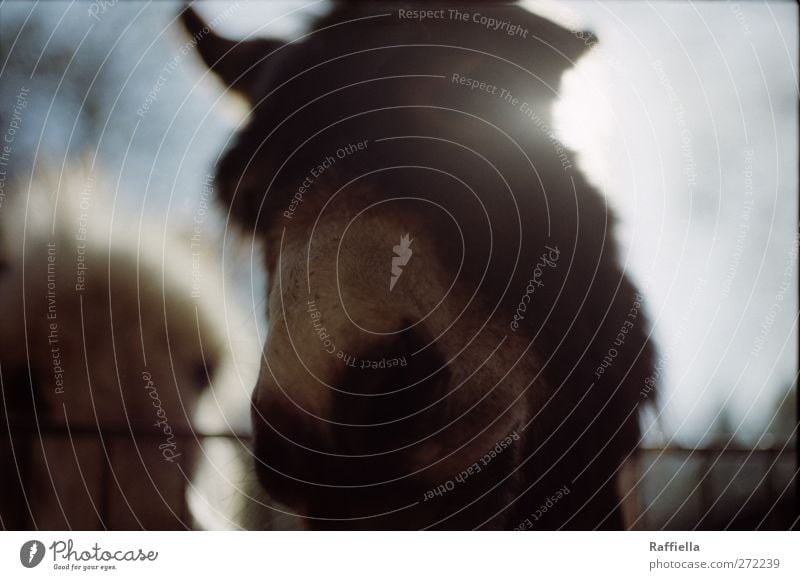 backlight Sky Animal Wild animal Donkey 1 Touch Movement Looking Fence Nose Nostrils Pelt Brown Colour photo Exterior shot Deserted Day Light Silhouette