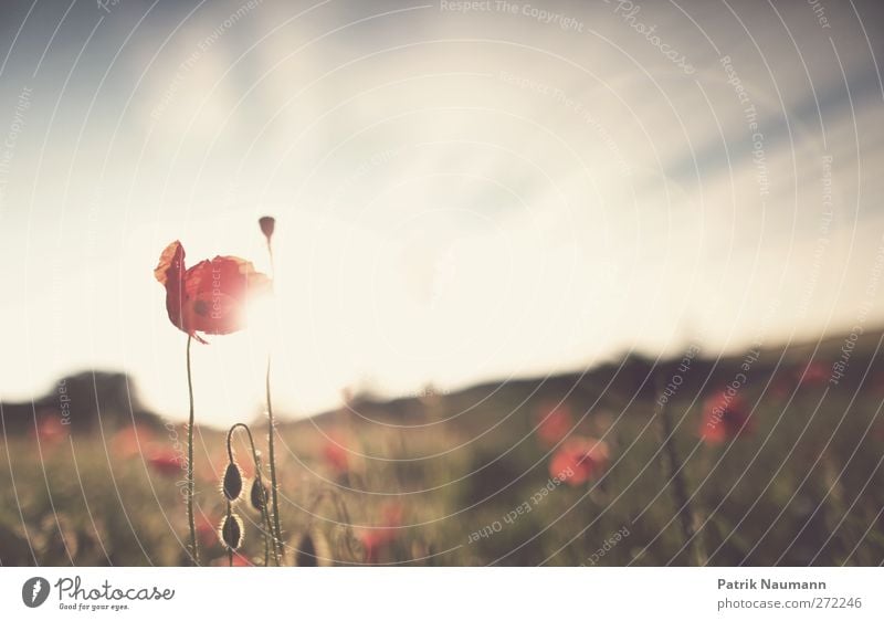 poppy seed sonata Environment Nature Landscape Plant Animal Sky Clouds Sun Sunrise Sunset Sunlight Summer Beautiful weather Tree Grass Wild plant Poppy blossom