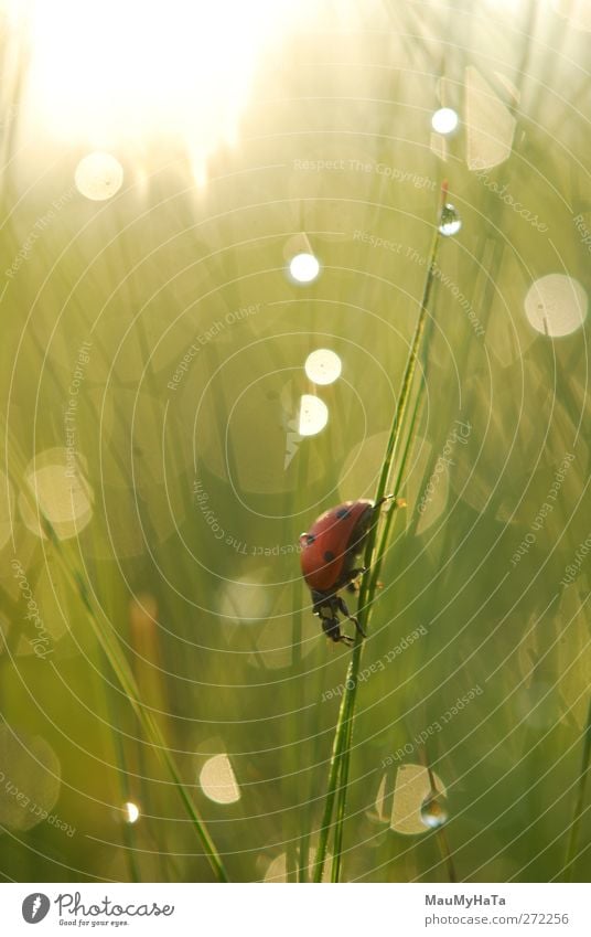 Ladybug Nature Plant Animal Water Drops of water Sun Sunrise Sunset Sunlight Spring Climate Beautiful weather Rain Grass Garden Mountain Waves Wild animal Fly 1