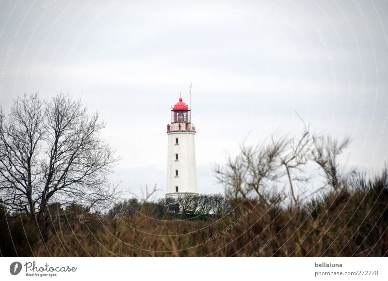 Hiddensee | Little Red Riding Hood Environment Nature Landscape Plant Sky Clouds Spring Beautiful weather Tree Bushes Coast Baltic Sea Ocean Island Lighthouse