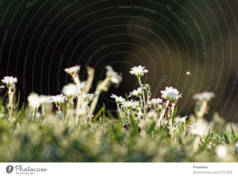 Look: something's flying ;-) Environment Nature Plant Spring Beautiful weather Flower Blossom Wild plant Garden Park Meadow Bright Natural Warmth White