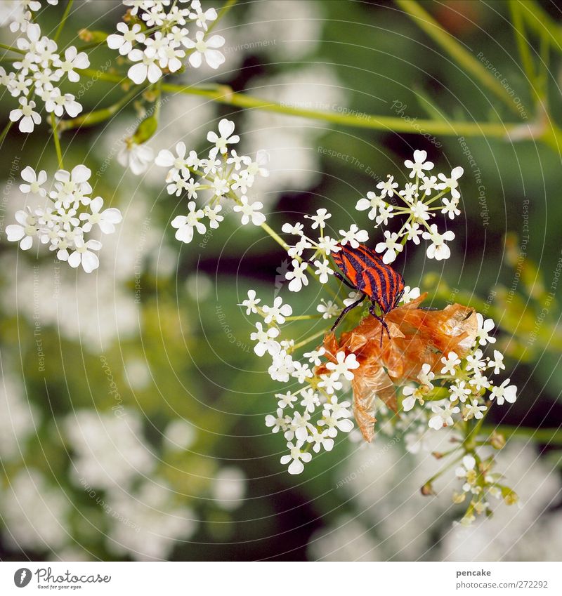 Look at the tail. Nature Plant Animal Spring Summer Wild animal striped bug 1 Bug Insect Edge of the forest Striped Red Black Skin Molt Colour photo