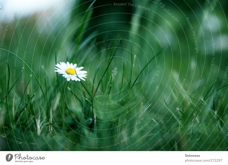 jungle plant Trip Summer Sun Environment Nature Spring Plant Flower Grass Blossom Daisy Garden Park Meadow Small Near Colour photo Exterior shot Close-up Detail