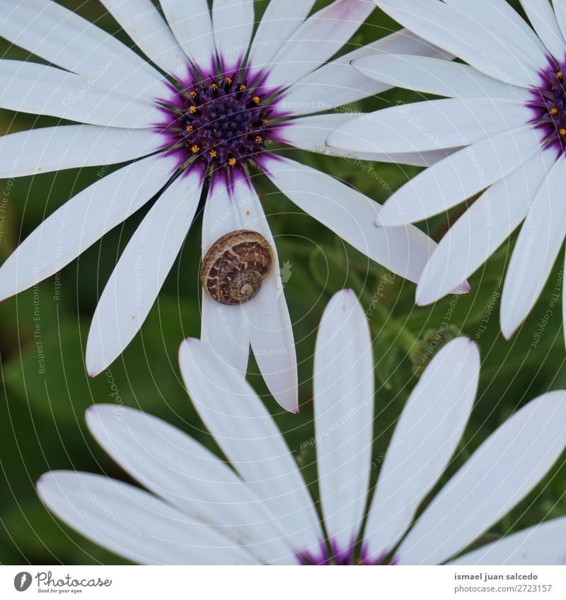 snail on the flower Animal Bug Insect Small Shell Nature Plant Garden Exterior shot fragility Cute Beauty Photography Loneliness