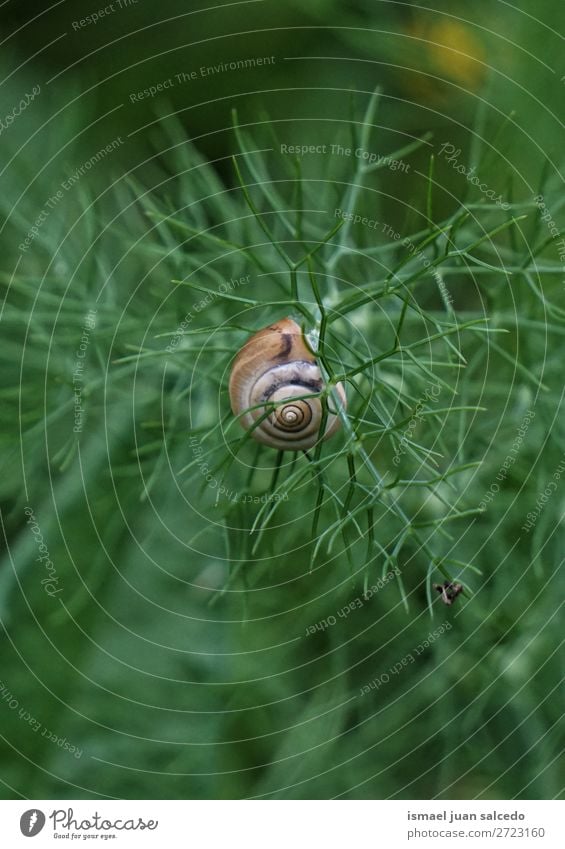 snail on the flower Animal Bug Insect Small Shell Nature Plant Garden Exterior shot fragility Cute Beauty Photography Loneliness