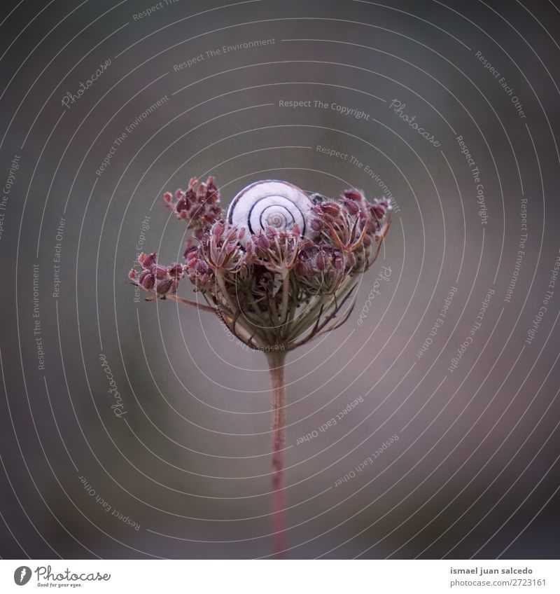 snail on the flower Animal Bug Insect Small Shell Nature Plant Garden Exterior shot fragility Cute Beauty Photography Loneliness