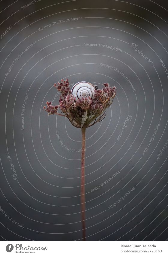 snail on the flower Animal Bug Insect Small Shell Nature Plant Garden Exterior shot fragility Cute Beauty Photography Loneliness