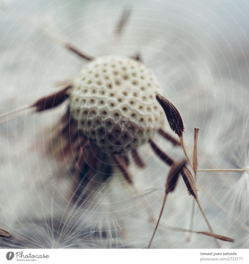 dandelion flower Dandelion Flower Plant seed Floral Garden Nature Decoration Abstract Consistency Soft Exterior shot background romantic fragility