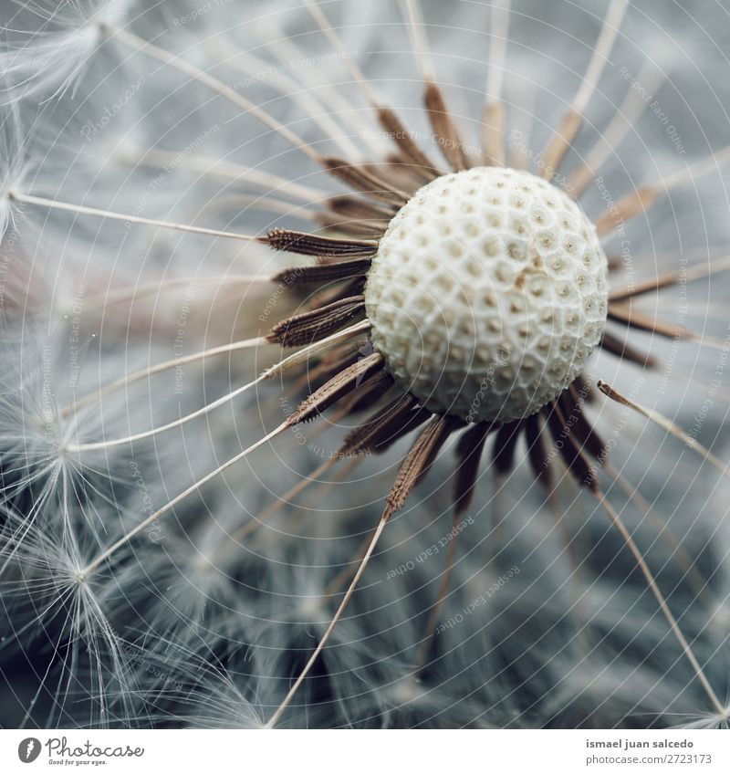 dandelion flower Dandelion Flower Plant seed Floral Garden Nature Decoration Abstract Consistency Soft Exterior shot background romantic fragility