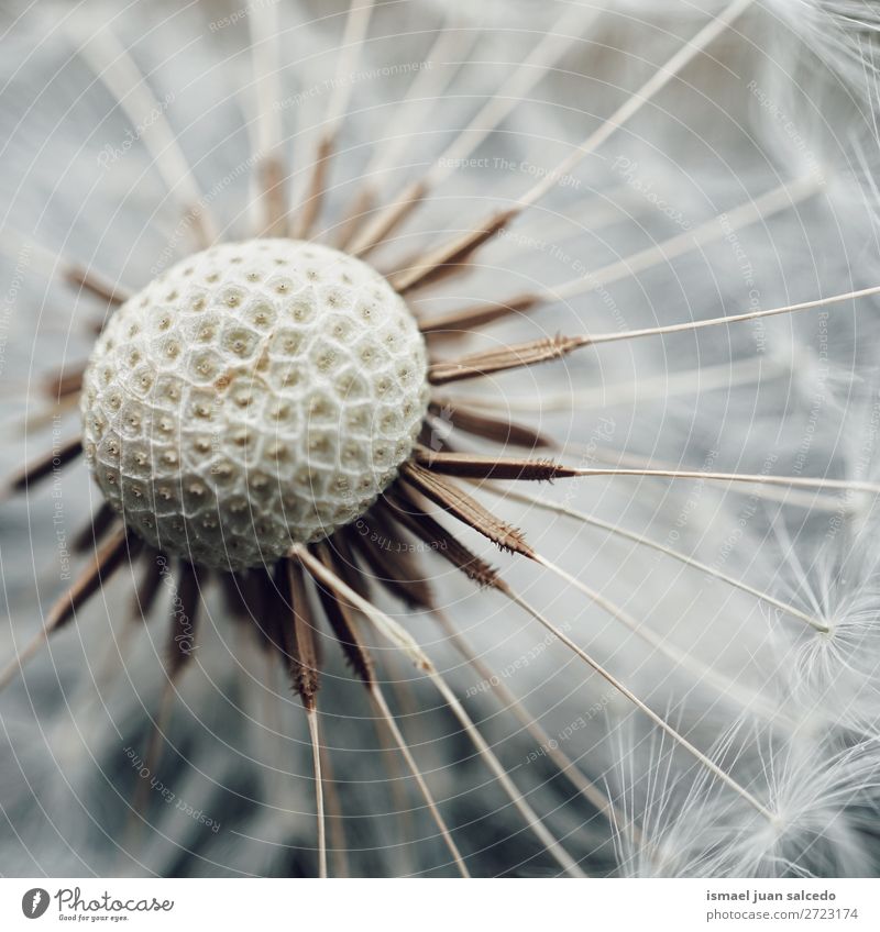 dandelion flower Dandelion Flower Plant seed Floral Garden Nature Decoration Abstract Consistency Soft Exterior shot background romantic fragility