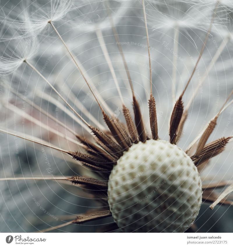 dandelion flower Dandelion Flower Plant seed Floral Garden Nature Decoration Abstract Consistency Soft Exterior shot background romantic fragility