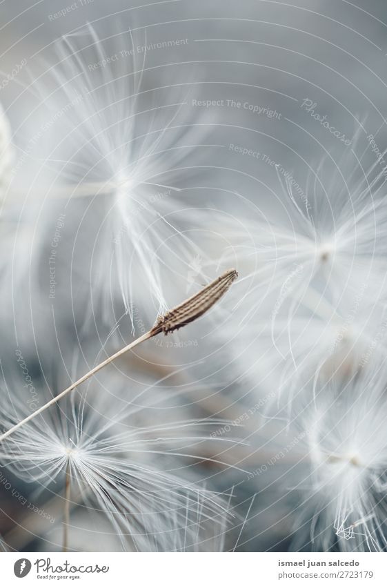 beautiful dandelion flower in the garden Dandelion Flower Plant seed Floral Garden Nature Decoration Abstract Consistency Soft Exterior shot background romantic