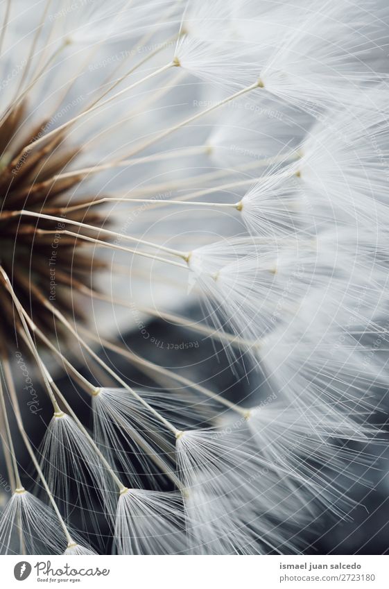 dandelion flower seed Dandelion Flower Plant Floral Garden Nature Decoration Abstract Consistency Soft Exterior shot background romantic fragility