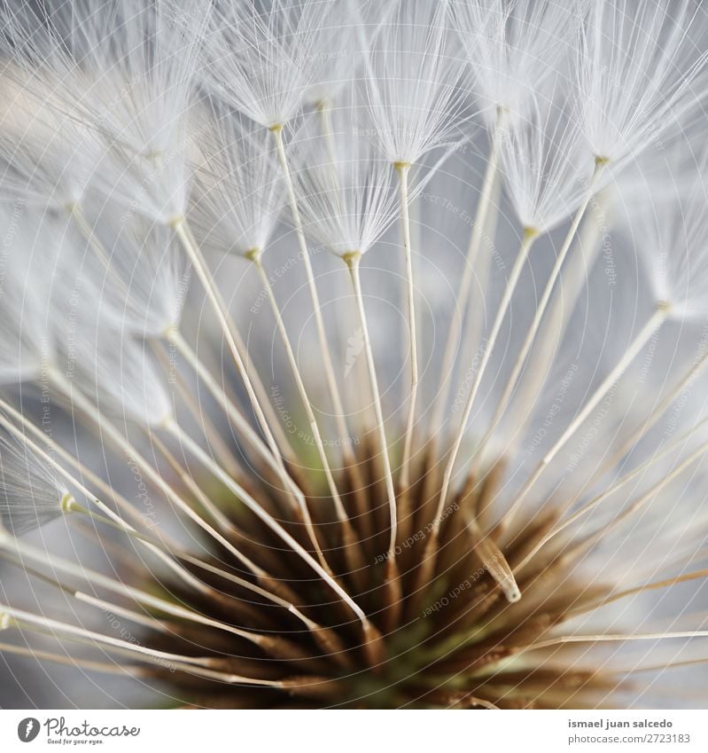 dandelion flower seed Dandelion Flower Plant Floral Garden Nature Decoration Abstract Consistency Soft Exterior shot background romantic fragility