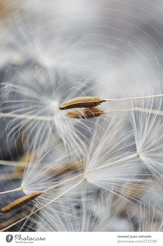 dandelion flower Dandelion Flower Plant seed Floral Garden Nature Decoration Abstract Consistency Soft Exterior shot background romantic fragility