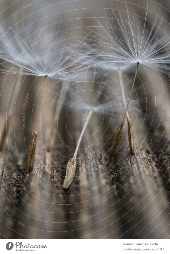 dandelion flower Dandelion Flower Plant seed Floral Garden Nature Decoration Abstract Consistency Soft Exterior shot background romantic fragility