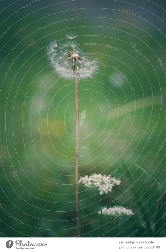 dandelion flower Dandelion Flower Plant seed Floral Garden Nature Decoration Abstract Consistency Soft Exterior shot background romantic fragility