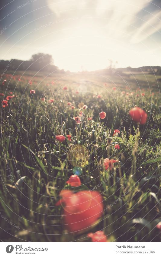 poppy field Environment Nature Landscape Plant Animal Summer Flower Wild plant Poppy field Field Touch Blossoming Glittering Illuminate Fresh Sustainability