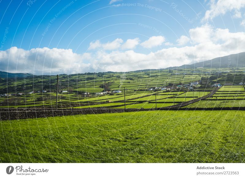 Aerial view to green fields Field Green Vantage point Nature Meadow Grass Landscape Rural Summer Plant Azores Spring Lawn Landing Environment Seasons Farm