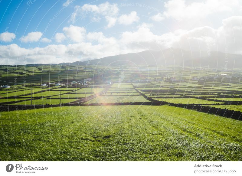 Aerial view to green fields Field Green Vantage point Nature Meadow Grass Landscape Rural Summer Plant Azores Spring Lawn Landing Environment Seasons Farm