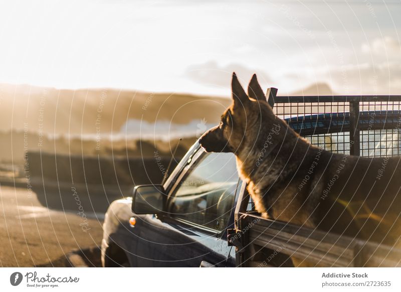 Big dog sitting in car Dog Car Sit Trunk Pick-up truck Pet Animal Summer Vehicle Cute Vacation & Travel Transport big Shepherd Domestic Azores Trip Street Joy