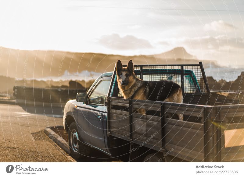 Big dog sitting in car Dog Car Sit Trunk Pick-up truck Pet Animal Summer Vehicle Cute Vacation & Travel Transport big Shepherd Domestic Azores Trip Street Joy