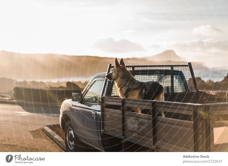 Big dog sitting in car Dog Car Sit Trunk Pick-up truck Pet Animal Summer Vehicle Cute Vacation & Travel Transport big Shepherd Domestic Azores Trip Street Joy