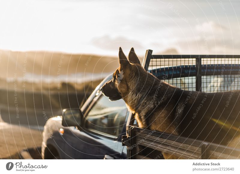 Big dog sitting in car Dog Car Sit Trunk Pick-up truck Pet Animal Summer Vehicle Cute Vacation & Travel Transport big Shepherd Domestic Azores Trip Street Joy