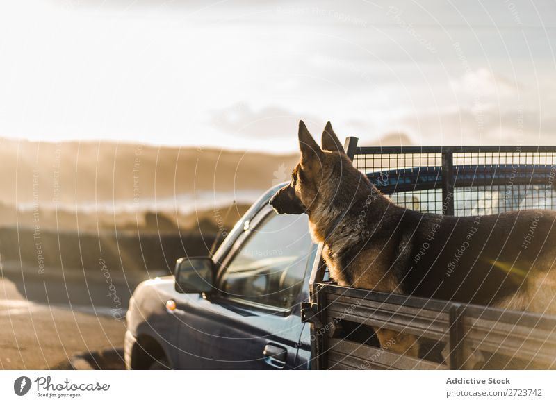 Big dog sitting in car Dog Car Sit Trunk Pick-up truck Pet Animal Summer Vehicle Cute Vacation & Travel Transport big Shepherd Domestic Azores Trip Street Joy