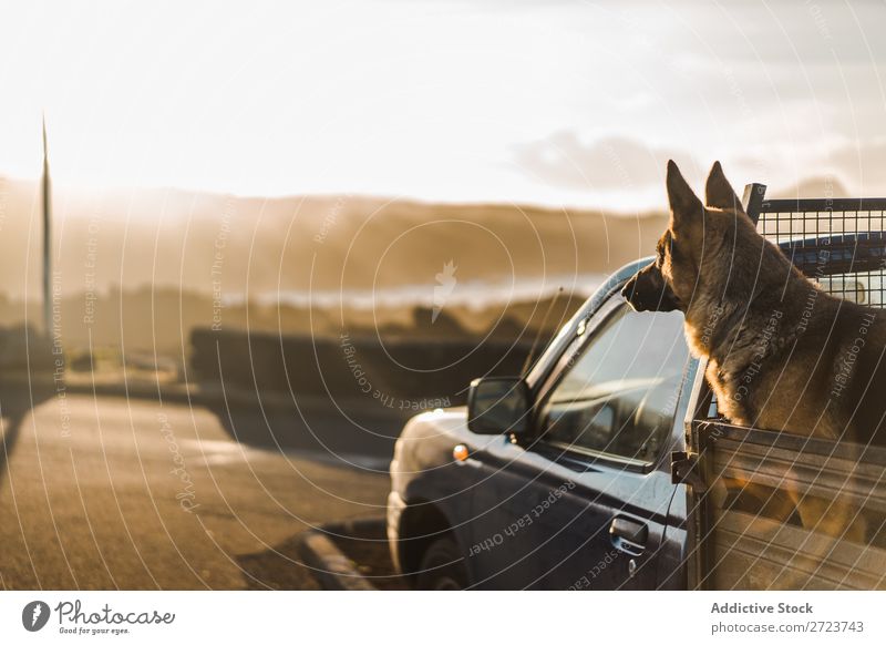 Big dog sitting in car Dog Car Sit Trunk Pick-up truck Pet Animal Summer Vehicle Cute Vacation & Travel Transport big Shepherd Domestic Azores Trip Street Joy