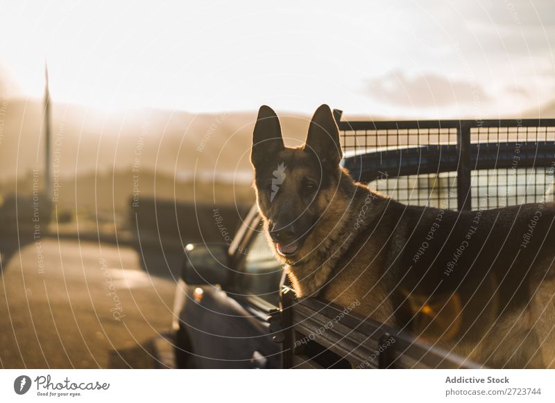 Big dog sitting in car Dog Car Sit Trunk Pick-up truck Pet Animal Summer Vehicle Cute Vacation & Travel Transport big Shepherd Domestic Azores Trip Street Joy