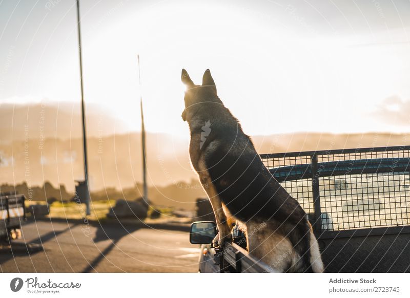 Big dog sitting in car Dog Car Sit Trunk Pick-up truck Pet Animal Summer Vehicle Cute Vacation & Travel Transport big Shepherd Domestic Azores Trip Street Joy